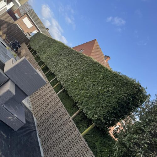 Snoeien van leilanders te Staden